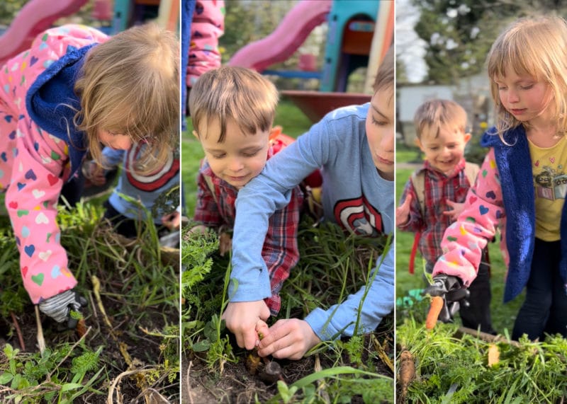 three photos of children picking carrots from a vegetable garden