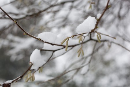 hazelnut-tree-snow