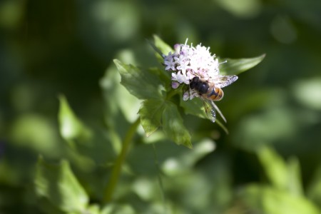 bee-on-flowers