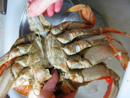 Flip your crab belly side up and remove the apron