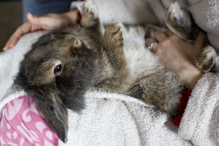 holding-cute-rabbit