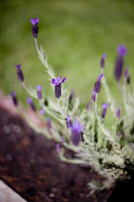 lavender-plant