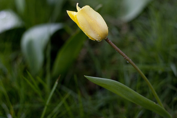 first-tulip-spring
