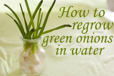 grow-green-onions-in-water