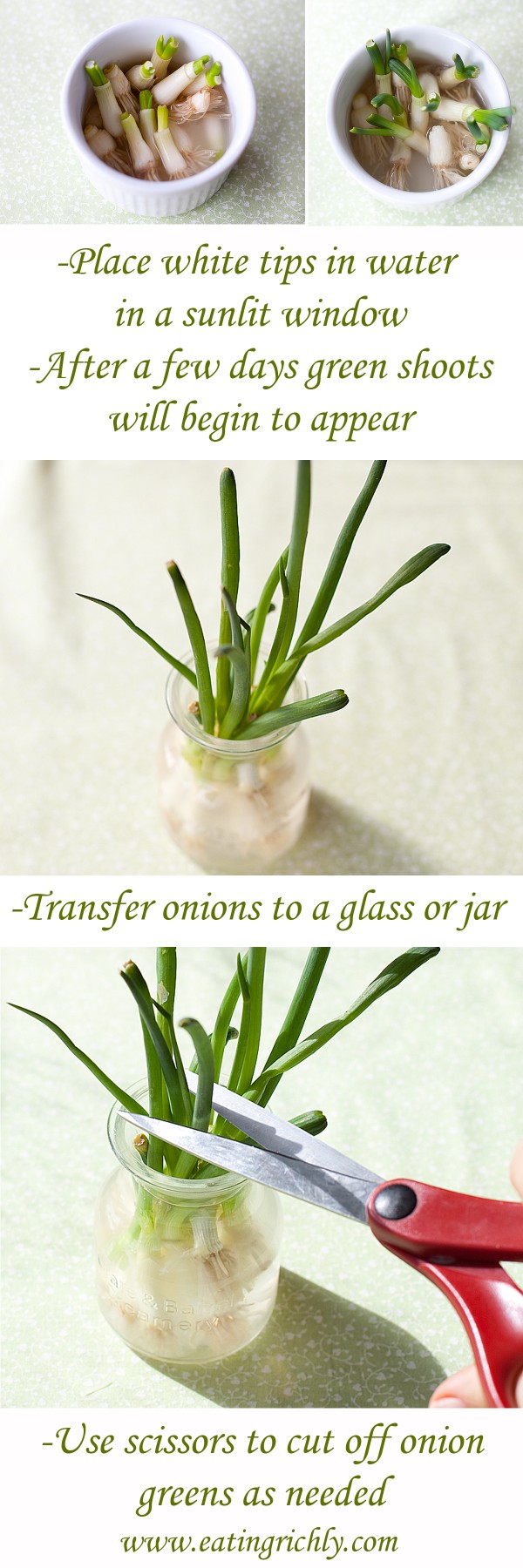 regrow-cut-green-onions