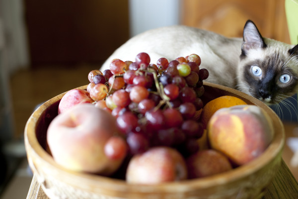 fruit-bowl-cat