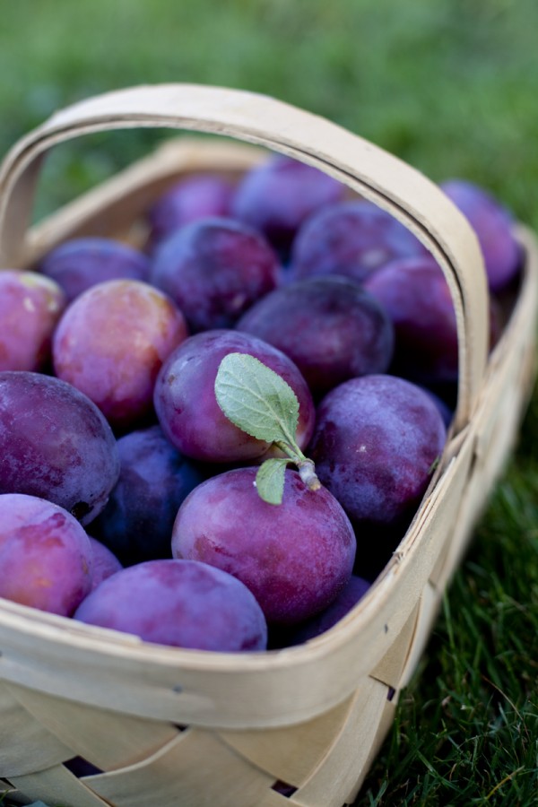 fresh-picked-plums