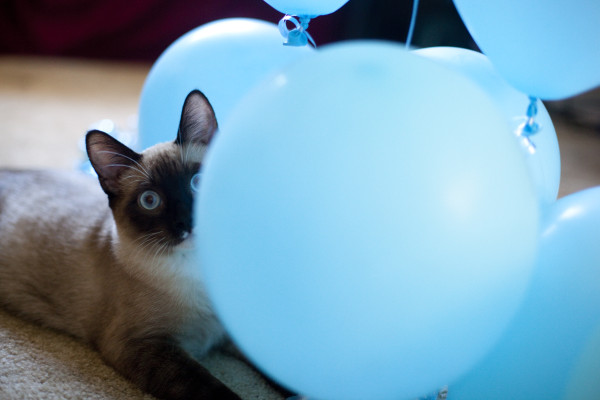 kitten-peeking-balloons