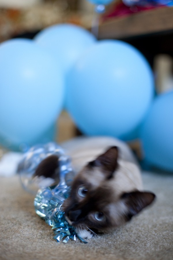 kitten-wrestling-balloons