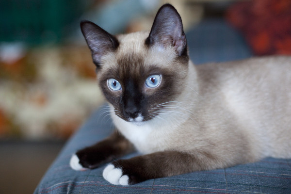 Beautiful Siamese Cat | EatingRichly.com