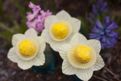 Daffodil cake pops tutorial - EatingRichly.com