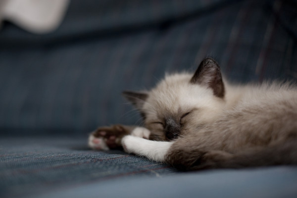 Sleeping Siamese Kitten - EatingRichly.com