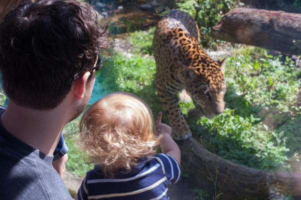 Toddler and dad watching jaguar at the Woodland Park Zoo in Seattle. EatingRichly.com