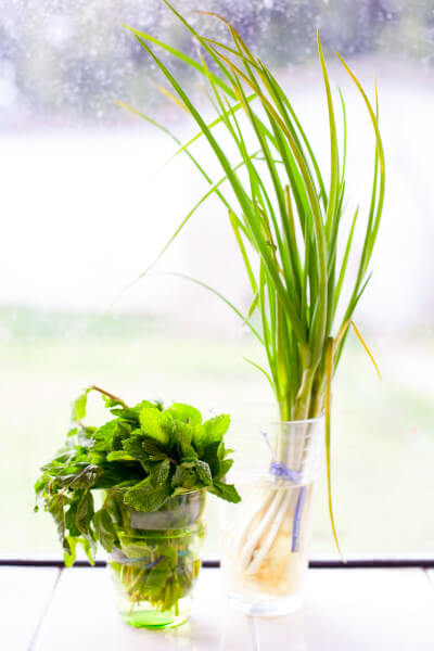 mint and green onions in jars of water