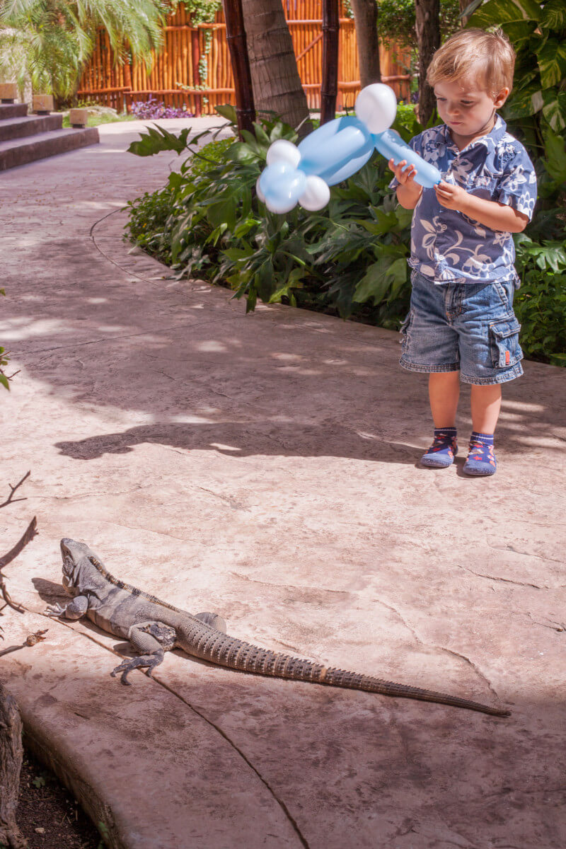 Corban checking out the iguana at #DreamsRivieraCancun