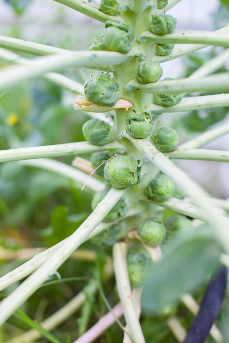 Brussels sprouts are a funny looking plant and your kid might really love eating them straight from the garden. Get more tips for growing a kids vegetable garden at EatingRichly.com