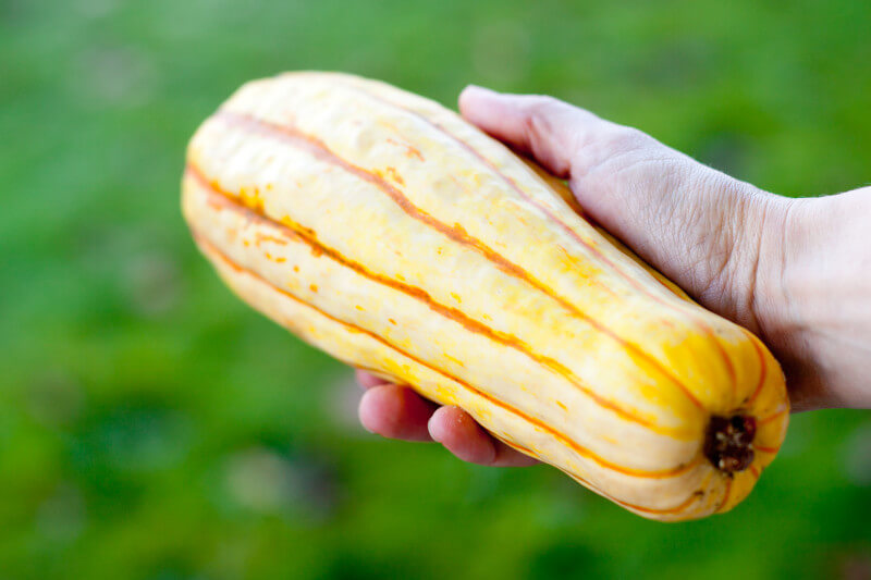 If you want to grow a fall squash, try delicata which is a nice shape for kids to hold, and has a thin edible skin, making it easy to cook. Get more tips for growing a kids vegetable garden at EatingRichly.com