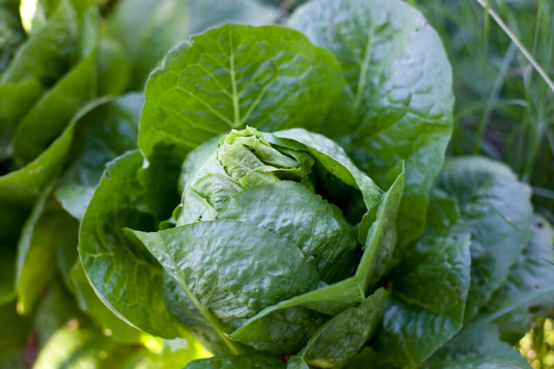 Large heads of lettuce are fun to grow, and can be used in place of bread. Get more tips for growing a kids vegetable garden at EatingRichly.com