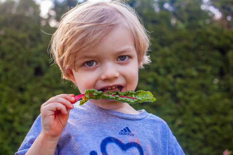 Chard and kale are hardy and grow quickly. Plus your kiddo may surprise you by eating them right from the garden. Get more tips for growing a kids vegetable garden at EatingRichly.com