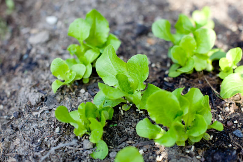 Small leaf lettuce can be great for introducing kids to eating salad. Get more tips for growing a kids vegetable garden at EatingRichly.com