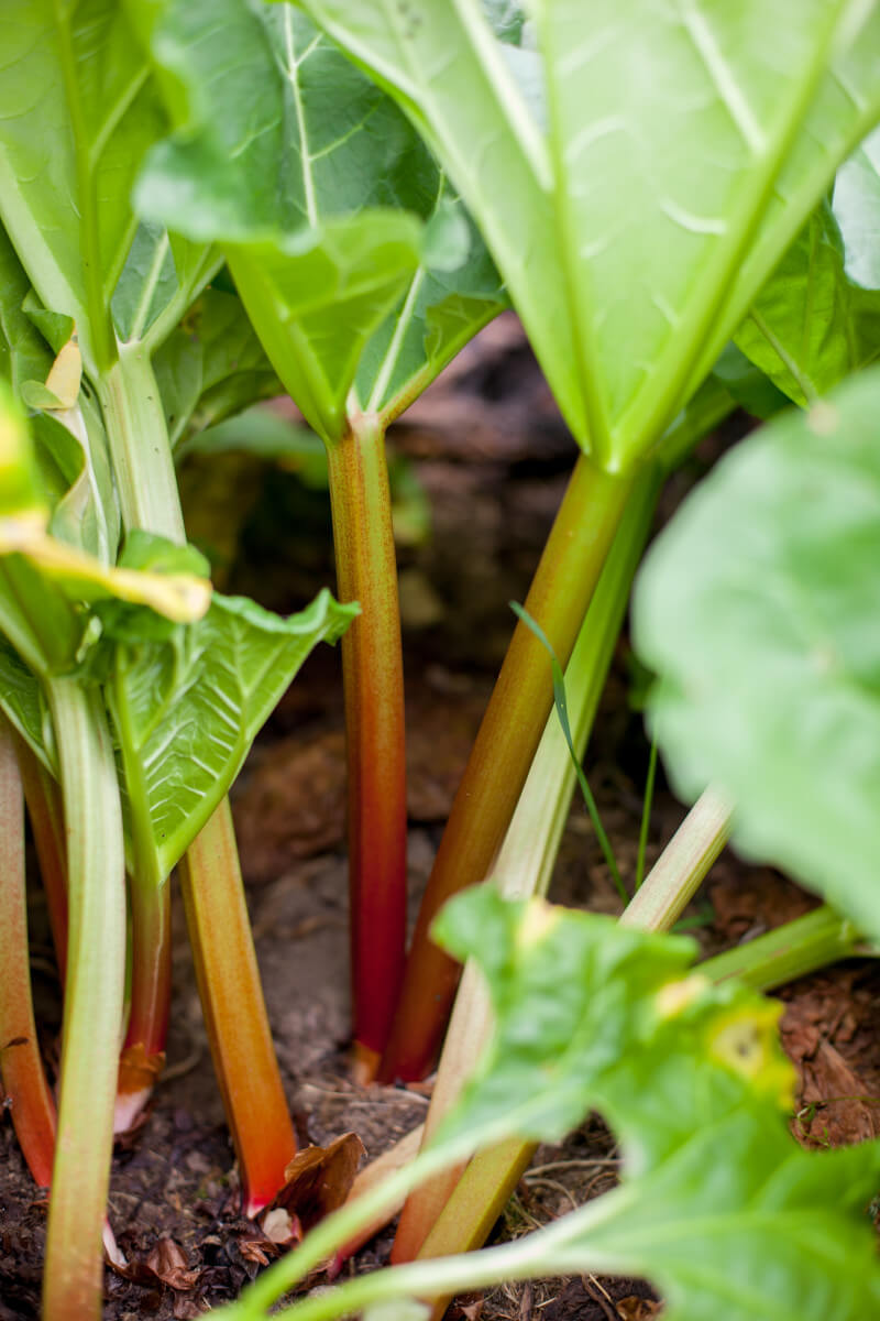 Make sure you know which vegetable plants have poisonous parts, like rhubarb leaves. Get more tips for growing a kids vegetable garden at EatingRichly.com
