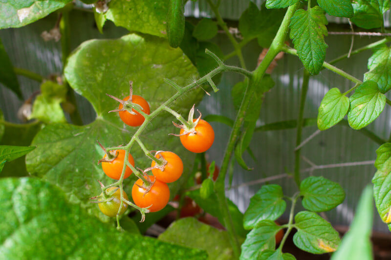 Sun gold tomatoes are incredibly sweet and the perfect size for kids to pop in their mouth on a hot summer day. Get more tips for growing a kids vegetable garden at EatingRichly.com