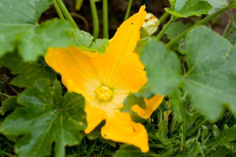 If you have space, plant at least one zucchini plant. The flowers are fun to eat, and kids love seeing how huge a zucchini can get. Get more tips for growing a kids vegetable garden at EatingRichly.com