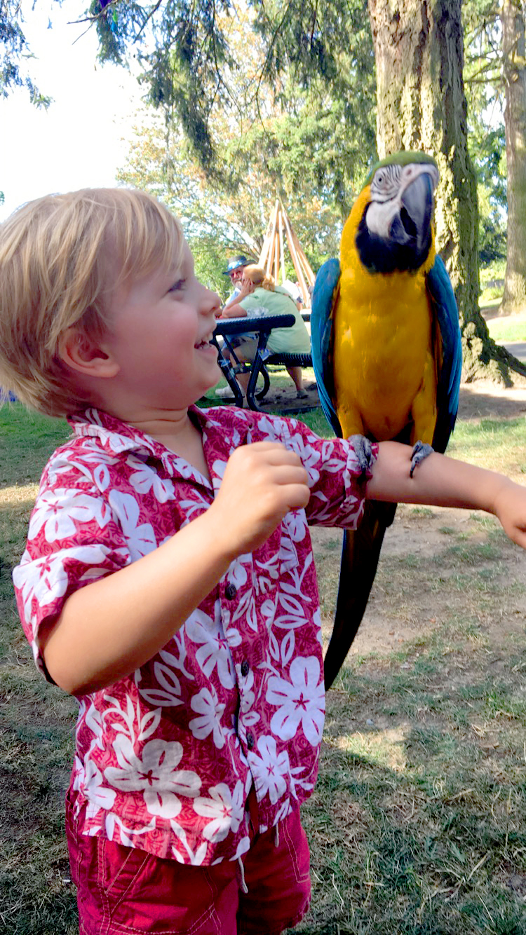 Corban holding a huge parrot at Augustfest 2016 in Auburn, WA. Check out our story on how much he loves making an easy microwave omelette to go at EatingRichly.com