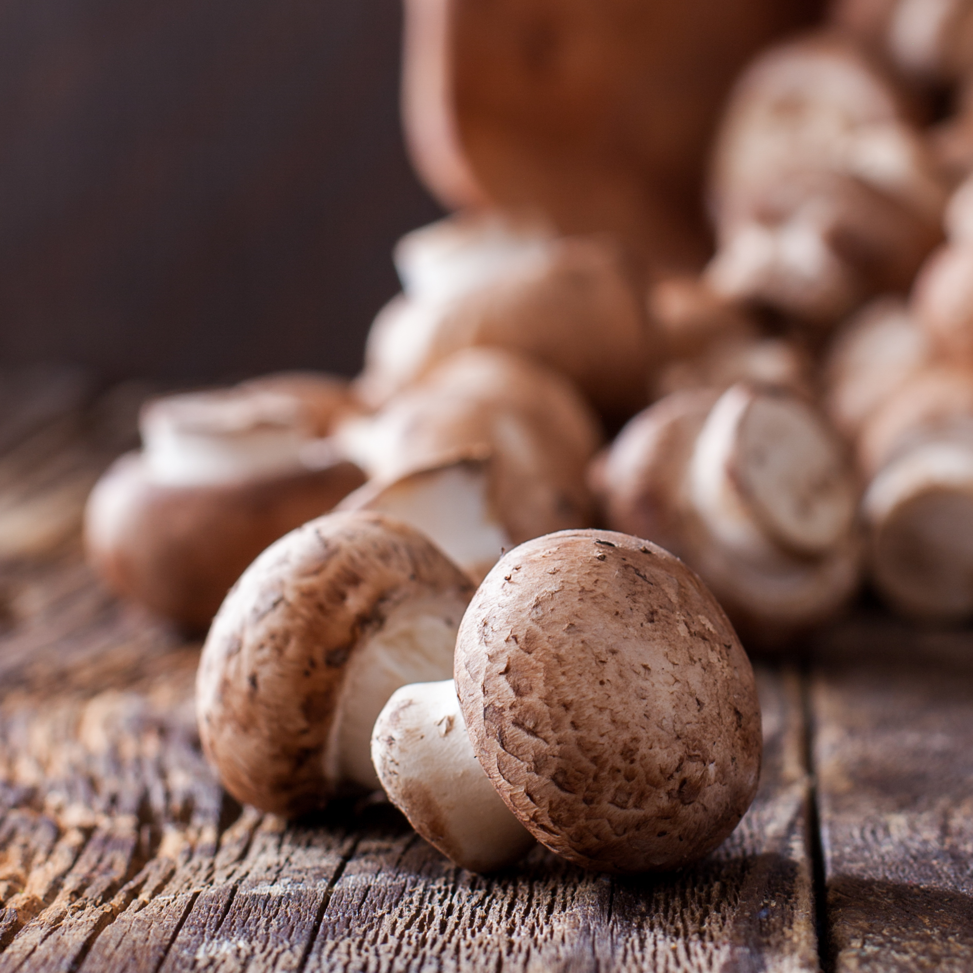 crimini-mushroom-still-life-4132.jpg